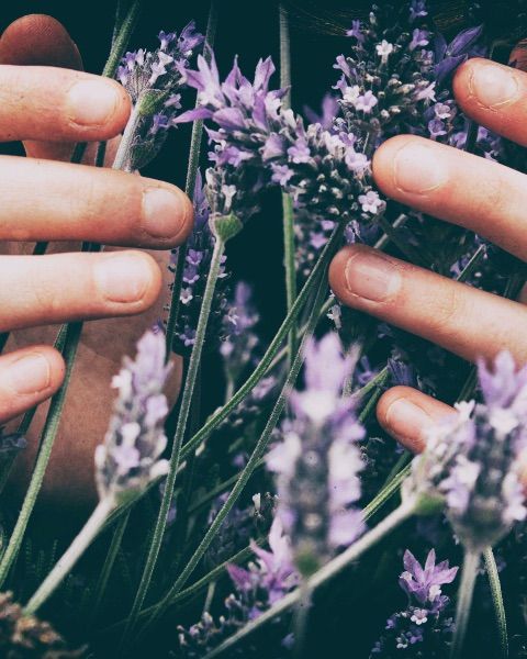Close up of hands holding lavendar